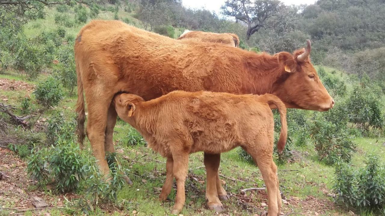 Agroturismo Flores Do Campo Βίλα Vila Verde de Ficalho Εξωτερικό φωτογραφία