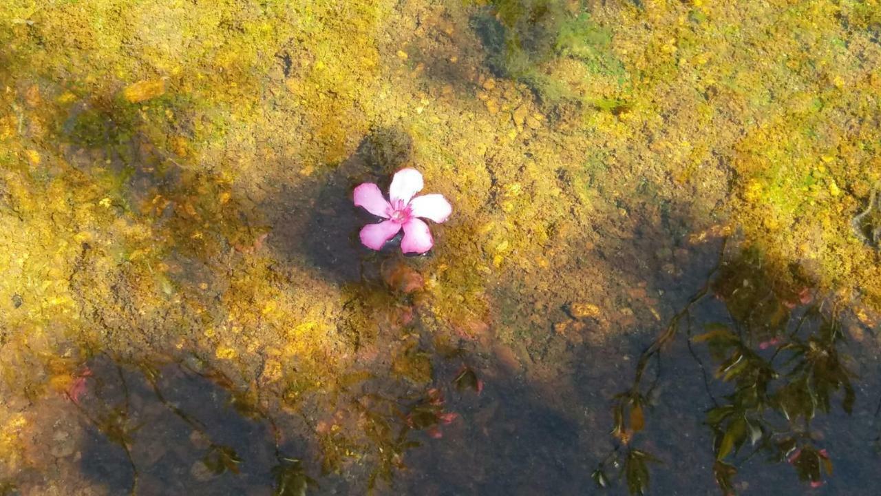Agroturismo Flores Do Campo Βίλα Vila Verde de Ficalho Εξωτερικό φωτογραφία