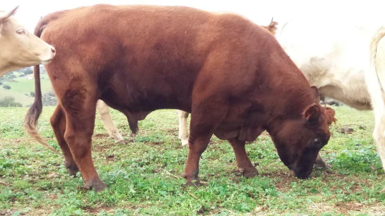 Agroturismo Flores Do Campo Βίλα Vila Verde de Ficalho Εξωτερικό φωτογραφία